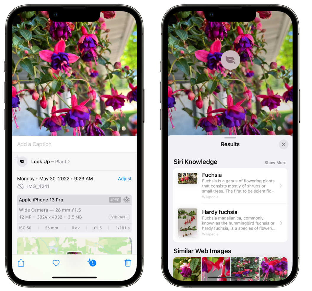 建华苹果手机维修分享小技巧：使用 iPhone 相机识别花卉植物 